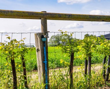 Beslenmek ve yeni kurulan Hawthorn çit bitkilerini sulamak için musluğun dışında.