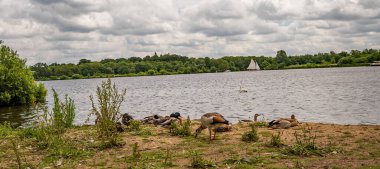 Yaban ördekleri, Mısır kazları ve gri kazlar Wroxham Broad, Norfolk kıyısında. Geleneksel yelkenli tekneler ve turistler Norfolk kadınlarının güzelliğinin tadını çıkarıyorlar.