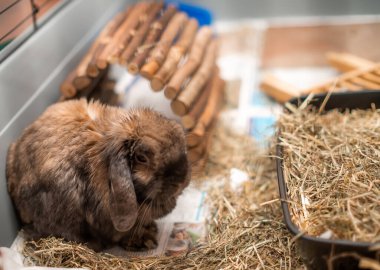 Evcil bir tavşanın kafesinde seçici bir odak noktası, sığ bir alan derinliği ve bokeh