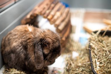 Evcil bir tavşanın kafesinde seçici bir odak noktası, sığ bir alan derinliği ve bokeh