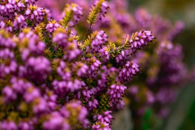 İngiliz kır bahçesinde yetişen pembe bir fundanın (Erica) seçici odak noktası kasıtlı olarak sığ alan ve bokeh.
