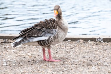 Norfolk Broads 'un göbeğindeki Wroxham köyünde Bure nehrinin kıyısında vahşi bir greylag kaz (Anser Anser)