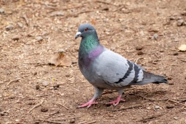 Bure, Wroxham, Norfolk Broads yakınlarındaki bir teknede yabani bir orman güvercini.