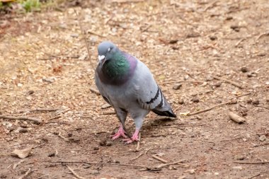 Bure, Wroxham, Norfolk Broads yakınlarındaki bir teknede yabani bir orman güvercini.
