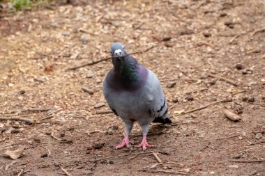 Bure, Wroxham, Norfolk Broads yakınlarındaki bir teknede yabani bir orman güvercini.