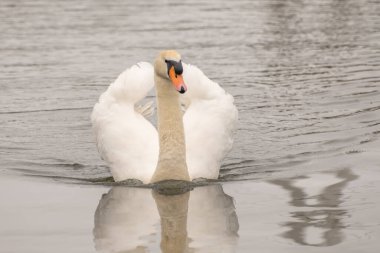 Norfolk Broads 'un göbeğindeki Hoveton ve Wroxham köyünde Bure Nehri' nde yüzen yalnız ve dilsiz bir kuğu (Cygnus Olor)