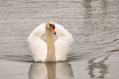 Norfolk Broads 'un göbeğindeki Hoveton ve Wroxham köyünde Bure Nehri' nde yüzen yalnız ve dilsiz bir kuğu (Cygnus Olor)