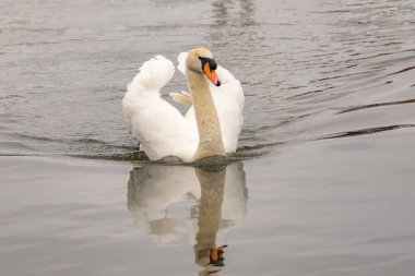 Norfolk Broads 'un göbeğindeki Hoveton ve Wroxham köyünde Bure Nehri' nde yüzen yalnız ve dilsiz bir kuğu (Cygnus Olor)