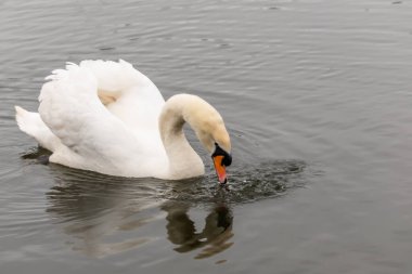 Norfolk Broads 'un göbeğindeki Hoveton ve Wroxham köyünde Bure Nehri' nde yüzen yalnız ve dilsiz bir kuğu (Cygnus Olor)