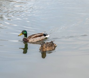 Bir yaban ördeği (Anas platyrhynchos) Norfolk Broads 'un göbeğindeki Horning köyünde Bure Nehri boyunca yüzer.