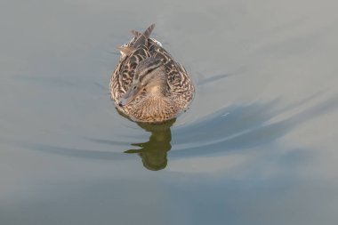 Dişi bir yaban ördeği (Anas platyrhynchos) Norfolk Broads 'un göbeğindeki Horning köyünde Bure Nehri boyunca yüzer.
