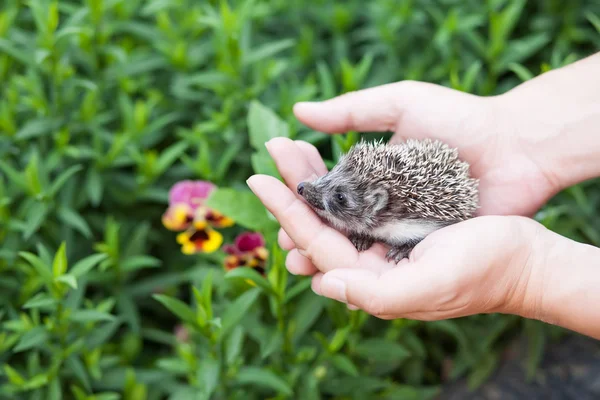 Pequeño erizo en manos humanas en el contexto de la vegetación — Foto de Stock