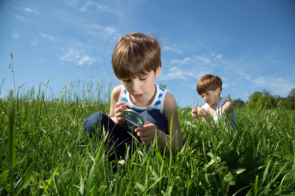 Garoto curioso com lupa explorando margarida branca no campo verde na primavera — Fotografia de Stock