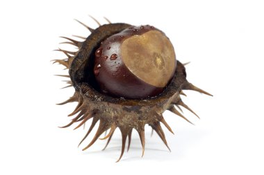 kestane dikenli kabuk üzerinde beyaz izole içinde makro çekim