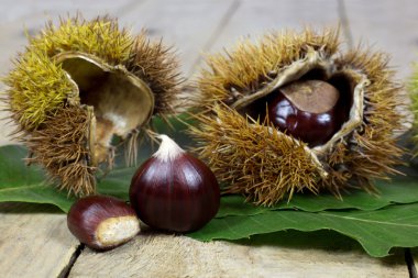 yeşil yaprakları ile eski rustik ahşap masa açık kabuğu ile taze kestane