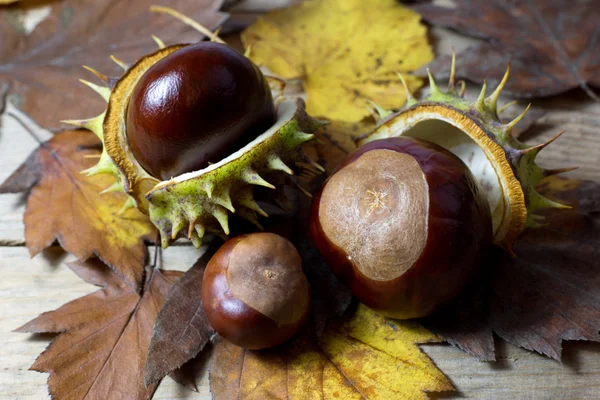 Verse kastanjes met open kroonkafje op een oude rustieke houten tafel met bruin Herfstbladeren — Stockfoto