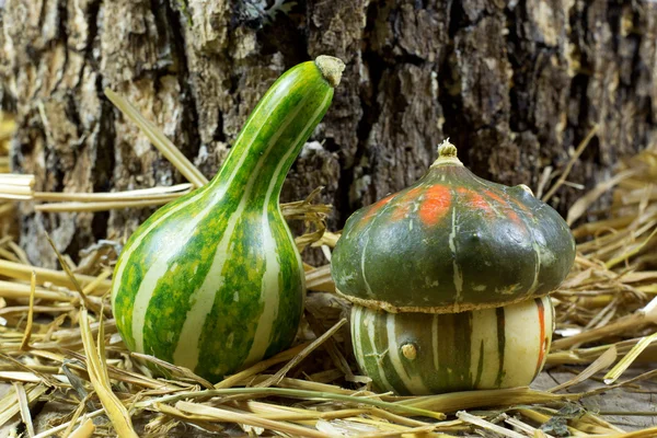 Macro Shot of Two Small Pumpkins on Hay — Stock Photo, Image