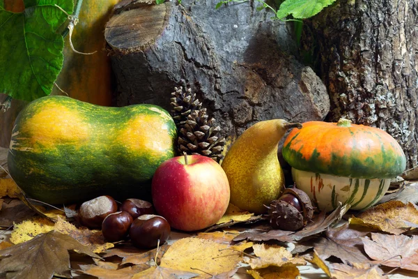 Осенний натюрморт с тыквами, яблоком, грушей, каштанами, соснами и листьями — стоковое фото