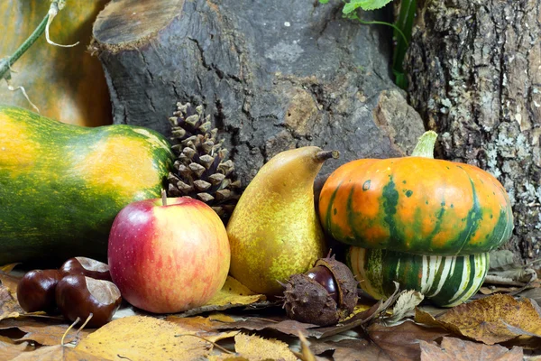 Nature morte d'automne avec gourdes, pommes, poires, châtaignes, pommes de pin et feuilles — Photo