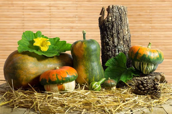 Stillleben-Arrangement von Kürbissen auf Heu — Stockfoto