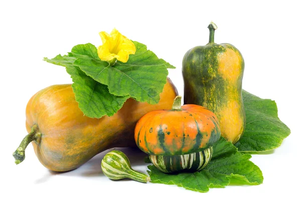 Arrangement of Pumpkins with Green Leaves and Yellow Flower Isolated on White — Stock Photo, Image