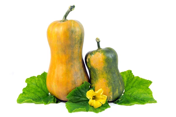 Two Yellow Pumpkins with Green Leaves and Yellow Flower Isolated on White — Stock Photo, Image