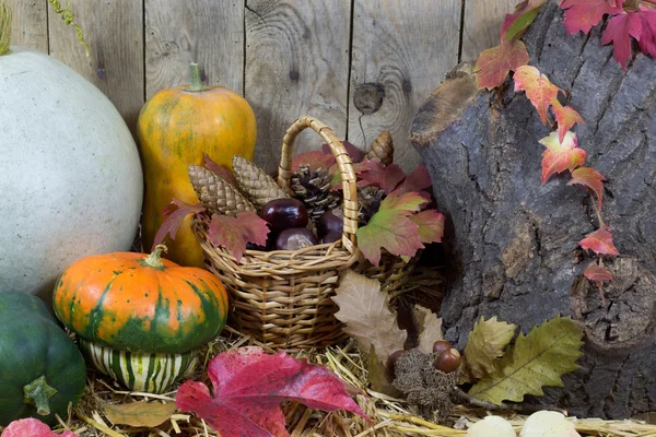 Still Life with Various Pumpkins, Wicker Basket Filled with Pinecones, Acorns, Chestnuts and Autumn Leaves on a Hay, Wooden Planks Background — Stock Photo, Image