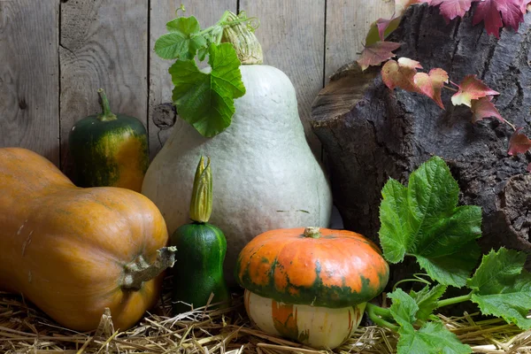 Abóboras pequenas e grandes com folhas verdes em um feno no outono ainda vida, pranchas de madeira fundo — Fotografia de Stock