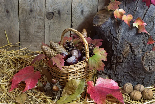 Nature morte d'automne avec panier en osier rempli de cônes de pin, de glands, de châtaignes, de feuilles d'automne rouges et de noix sur un foin, planches en bois — Photo