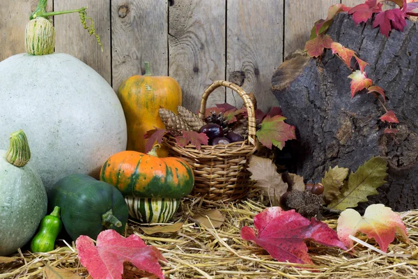 Still Life with Small and Big Pumpkins, Wicker Basket Filled with Pine Cones, Acorns, Chestnuts and Autumn Leaves on a Hay, Wooden Planks Background — Stock Photo, Image