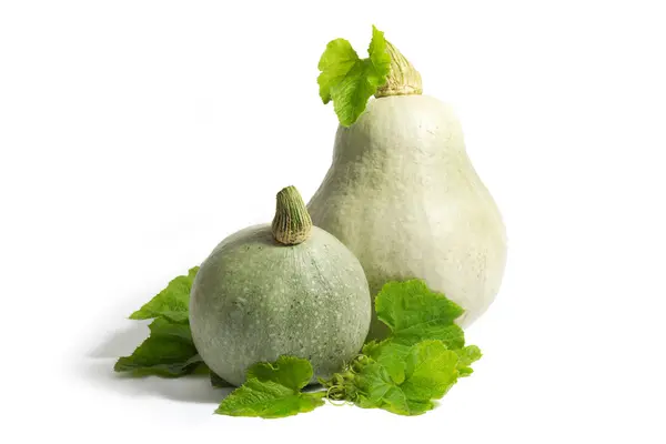 Two White Pumpkins with Green Leaves Isolated on White — Stock Photo, Image