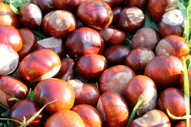 Kestane. Sonbaharın altın