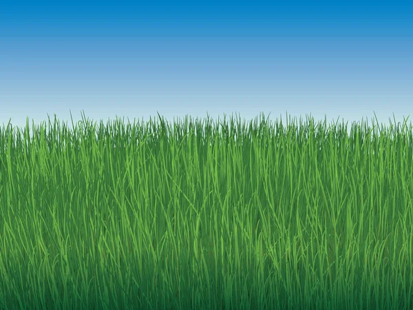 Fundo do céu e grama verde sem limites — Vetor de Stock