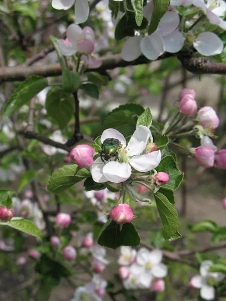 Maçã florescente e chafer — Fotografia de Stock