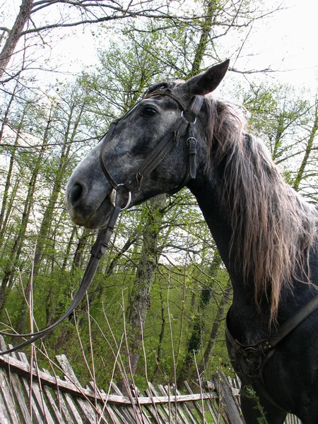 Porträt eines Pferdes im Profil — Stockfoto