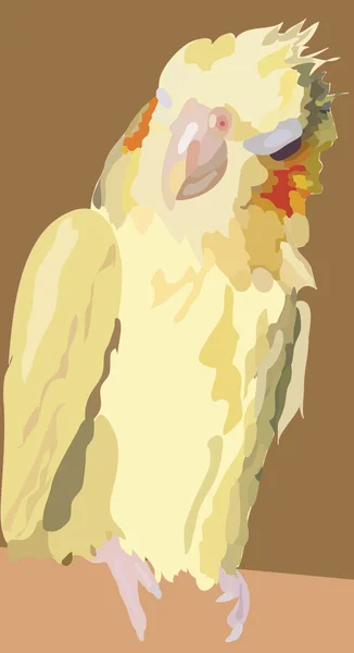 Couleur perroquet cockatiel — Image vectorielle