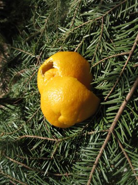 Portakal kabuğu Ladin dallarda