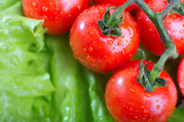 El primer plano de los tomates sobre el fondo de la ensalada verde — Foto de Stock