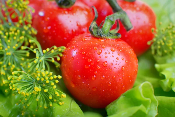 El primer plano de los tomates sobre el fondo de la ensalada verde — Foto de Stock