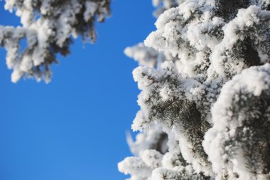Kışın kar soyut görünümünü ağaç dalları üzerinde