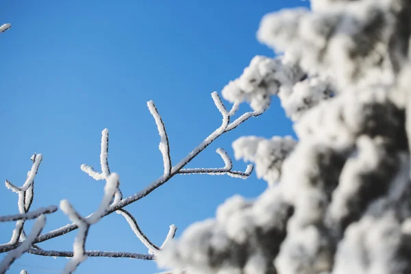 Abstracte weergave van wintersneeuw op boomtakken — Stockfoto