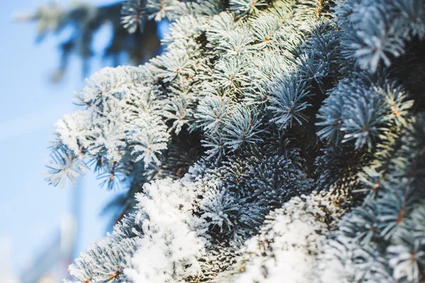 Abstracte weergave van wintersneeuw op boomtakken — Stockfoto