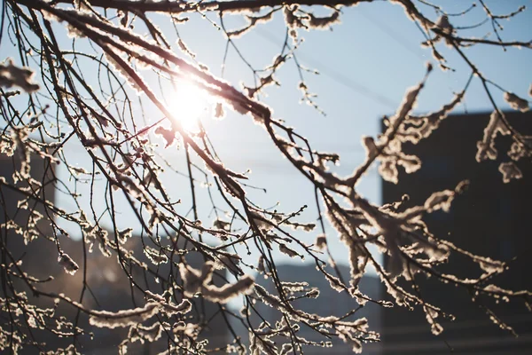 Abstracte weergave van wintersneeuw op boomtakken — Stockfoto