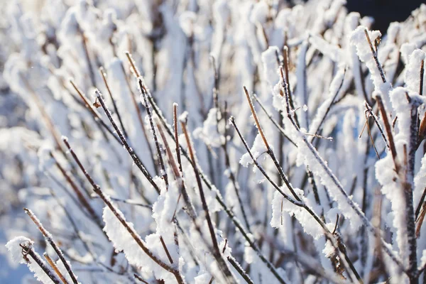 Veduta astratta della neve invernale sui rami degli alberi — Foto Stock