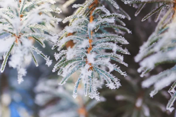 Abstracte weergave van wintersneeuw op boomtakken — Stockfoto