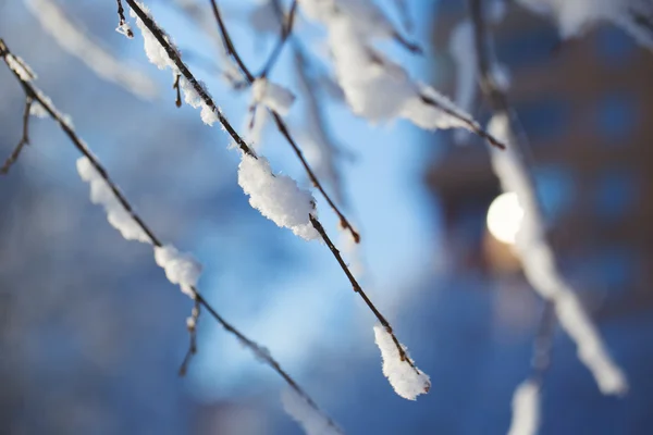 Abstracte weergave van wintersneeuw op boomtakken — Stockfoto