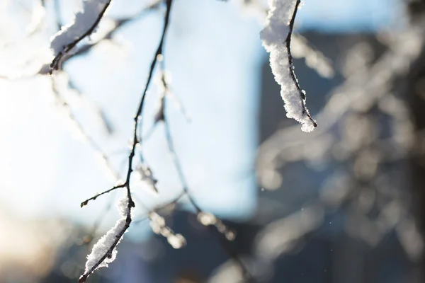 Abstracte weergave van wintersneeuw op boomtakken — Stockfoto