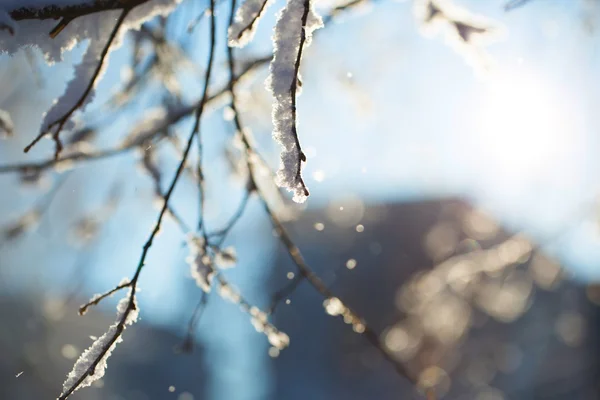 Abstracte weergave van wintersneeuw op boomtakken — Stockfoto