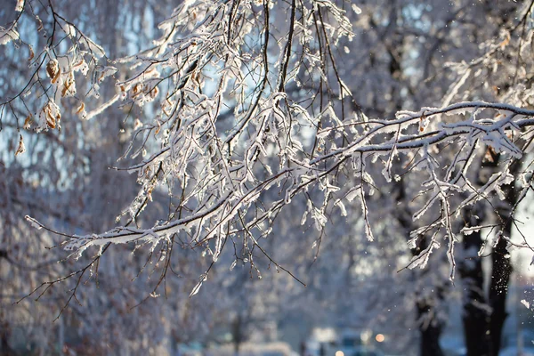 Winter, sneeuw op de takken van een boom, patronen — Stockfoto