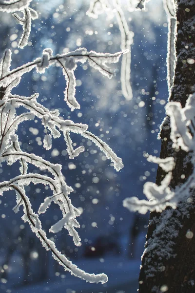 Abstracte weergave van wintersneeuw op boomtakken — Stockfoto